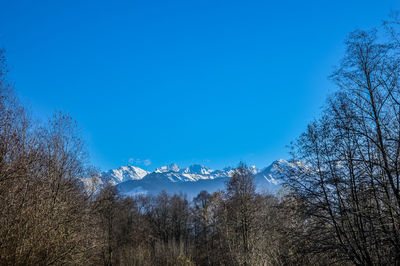 Low angle view of trees against blue sky