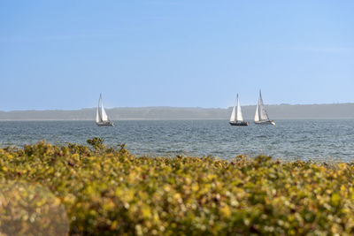 Sailboat sailing on sea against clear sky