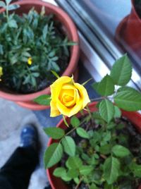 Close-up of yellow flower