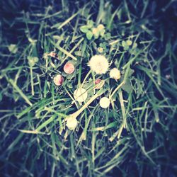 High angle view of white flowers growing in field