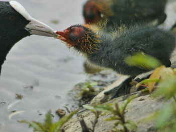 Close-up of bird in water