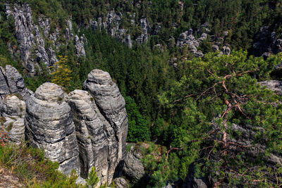 Pine trees in forest