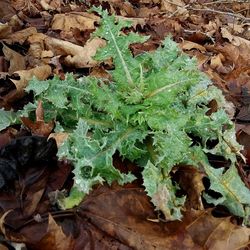 leaf