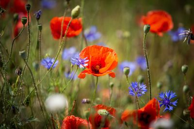 Close-up of red poppy flowers on field