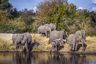 Elephants by lake