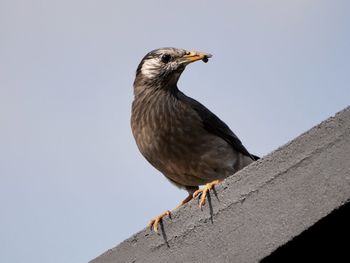 bird