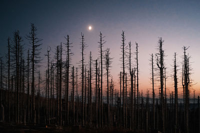 Low angle view of trees against sky during sunset