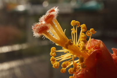 Close up of a hibiscus flower