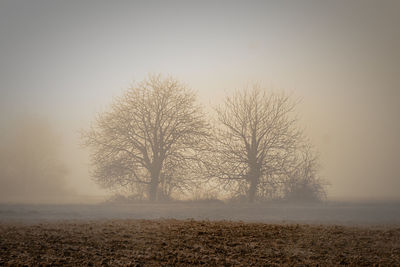 Bare tree on field against sky during foggy weather