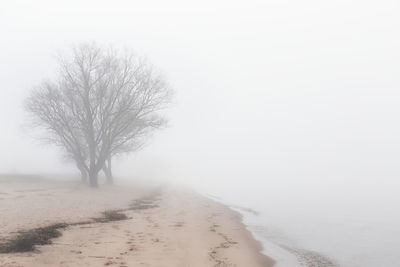 Bare tree on beach against clear sky