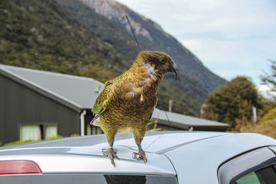 Close-up of a bird