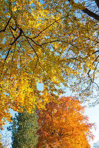 Low angle view of autumnal trees against sky