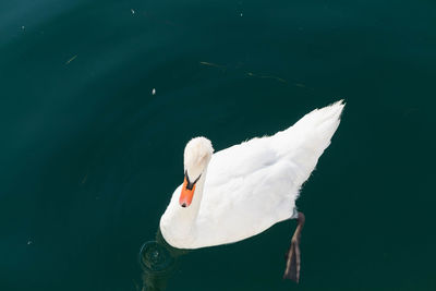 High angle view of swan floating on lake