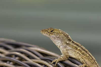 Close-up of a lizard