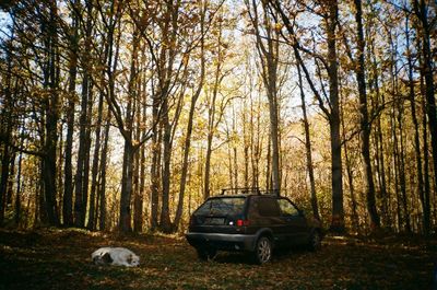 View of trees in forest