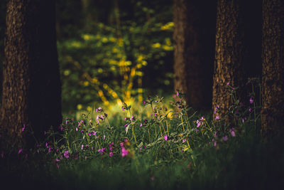 Purple flowering plants on field