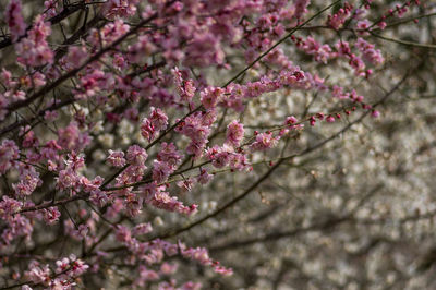 Low angle view of cherry blossom