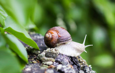 Close-up of snail on plant