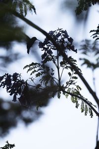 Close-up of snow covered leaves against sky