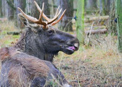 Deer in a field