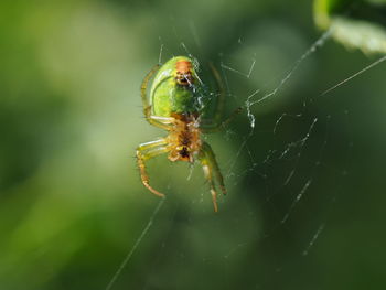 Close-up of spider on web