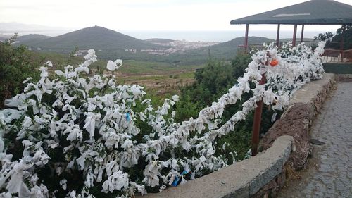 Panoramic view of flowering plants and mountains against sky