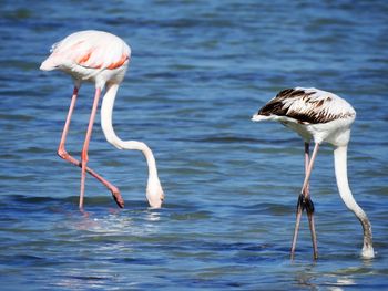 Bird in water
