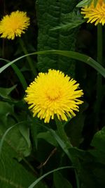 Close-up of yellow flower blooming outdoors