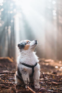 Australian shepherd puppy in colour blue merle sits on a forest path