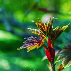 Close-up of red flowering plant