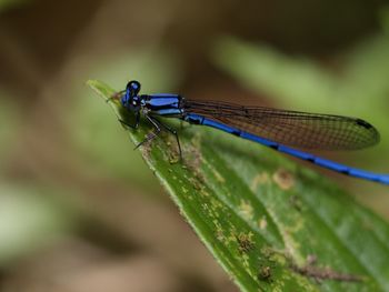 dragonflies and damseflies