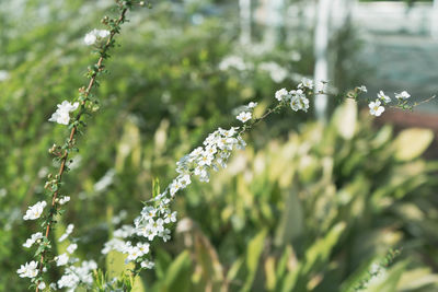 Close-up of flowering plants against blurred background