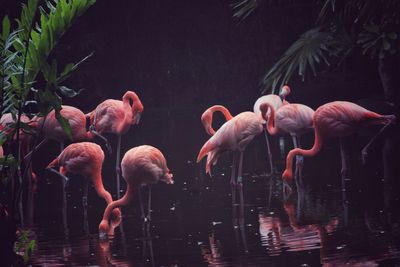 Flamingoes in lake