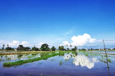 Scenic view of lake against blue sky