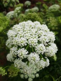 Close-up of white flowering plant