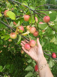 Cropped image of hand holding strawberry plant