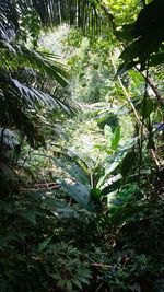 Close-up of plants growing in forest