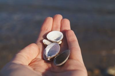 Cropped hand holding seashells at beach