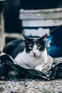 Portrait of cat sitting outdoors