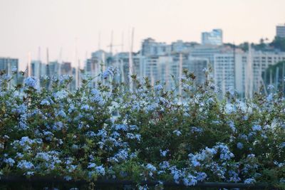 Flowering plants and buildings in city against sky