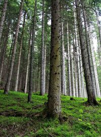 Trees in forest