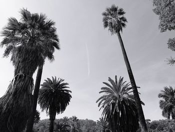 Low angle view of palm trees against sky