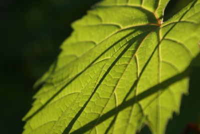 Close-up of leaves