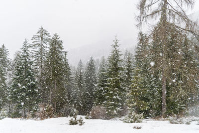 Snow covered pine trees in forest against sky