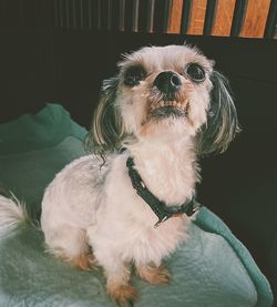 Close-up of dog sitting at home