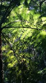 Low angle view of tree