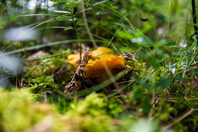 nature