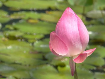 Close-up of pink lotus