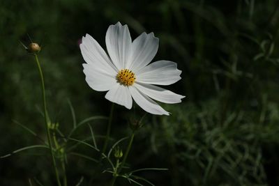 Close-up of flower against blurred background