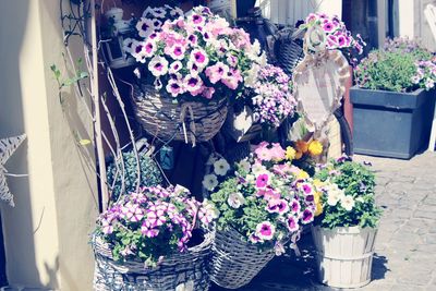Potted plants for sale at street market